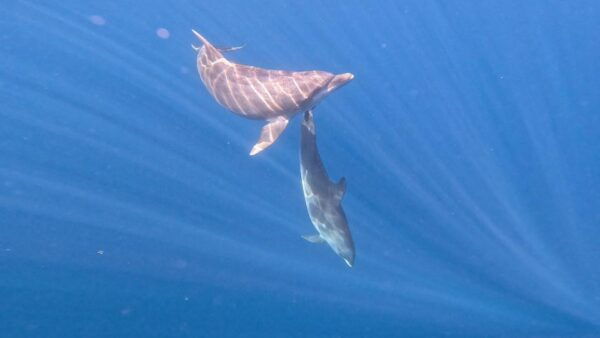 Transparent Kayak Experience in Tenerife South - The Sum Up