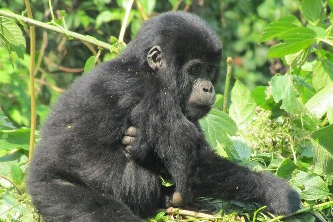 Transport From Kigali to Bwindi National Park - What To Expect & Additional Info