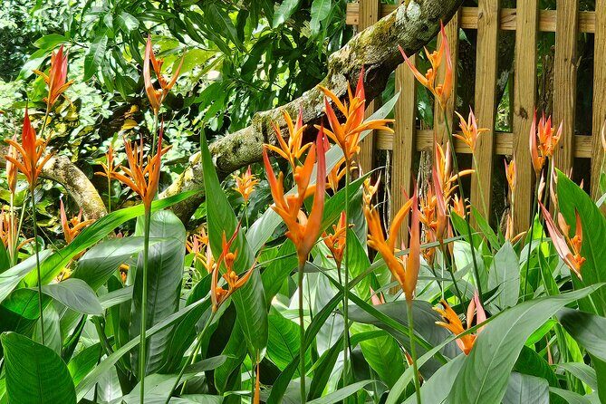 Transportation To St. Lucia Zipline Adventure - Additional Inclusions & Considerations