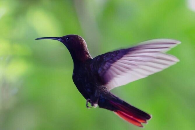 Transportation with Sightseeing to Montego Bay Bird Sanctuary - The Itinerary: What to Expect Step-by-Step