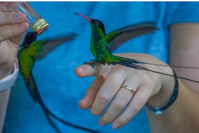 Transportation with Sightseeing to Montego Bay Bird Sanctuary - The Transportation: Comfort and Scenic Views