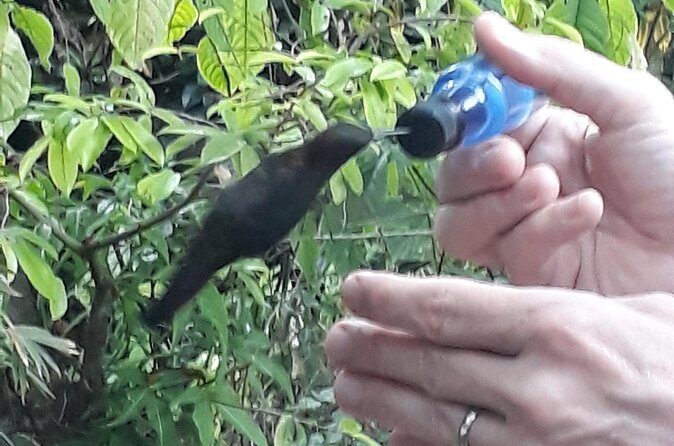 Transportation with Sightseeing to Montego Bay Bird Sanctuary - Authentic Insights from Reviewers