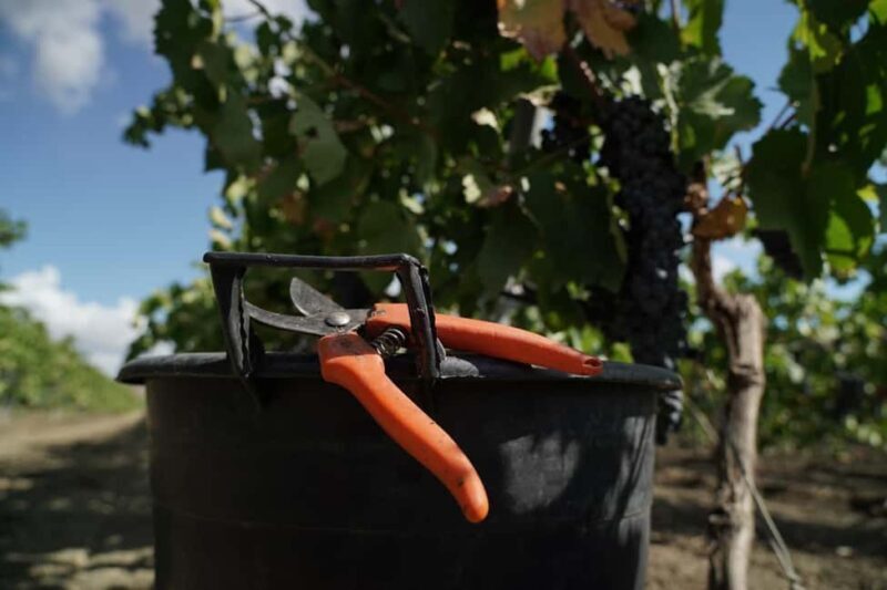 Trapani: Organic Wine Tasting with the Producer - Final Words