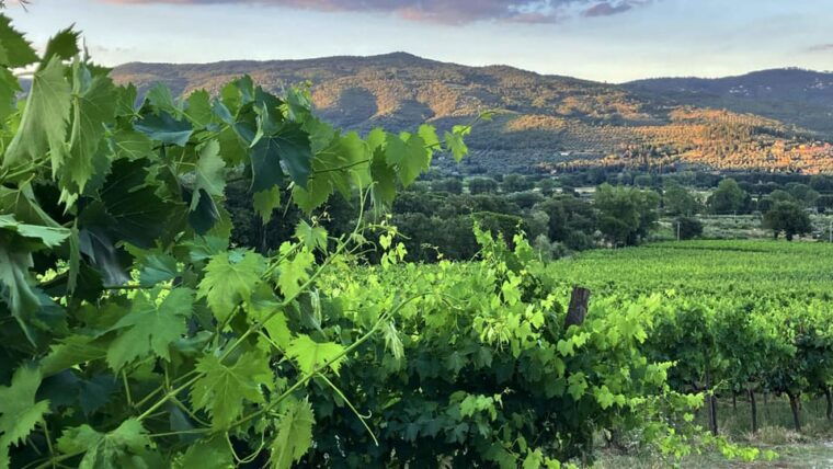 Trasimeno: Light Lunch, Oil, And Wine Experience - Location and Accessibility