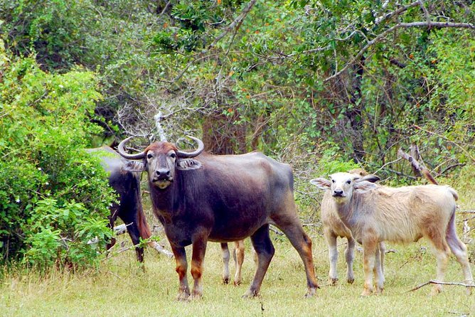 Travel to Ella From Galle With Udawalawe National Park Safari on the Way - 9-hour Excursion