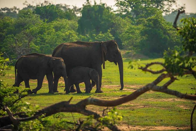 Travel to Ella From Galle With Udawalawe National Park Safari on the Way - Udawalawe National Park Safari