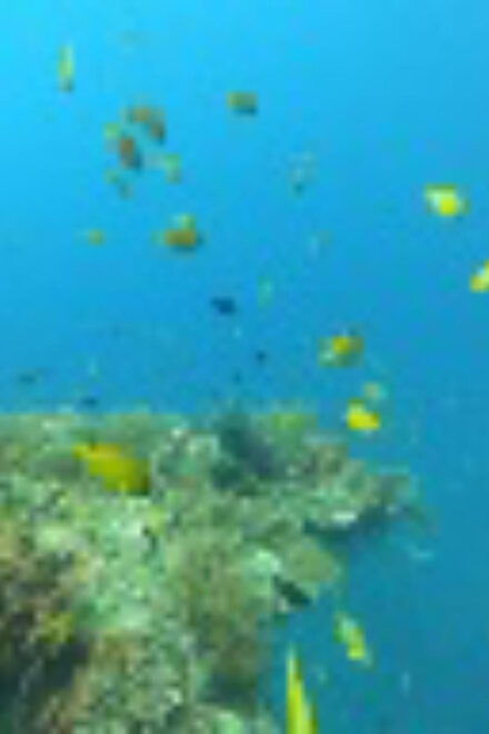 Trawling Fishing, Snorkeling & Candidasa Hidden Activities - Cooking Demonstration