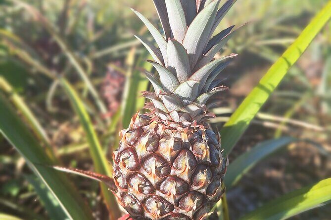 Treasure Beach Craft & Pineapple Farm Experience- Jamaica - Frequently Asked Questions