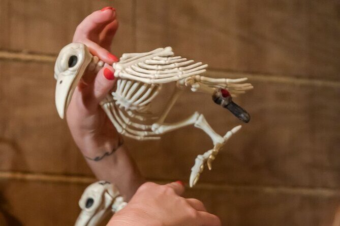 Treasure Island Escape Room Experience in Avondale - Good To Know