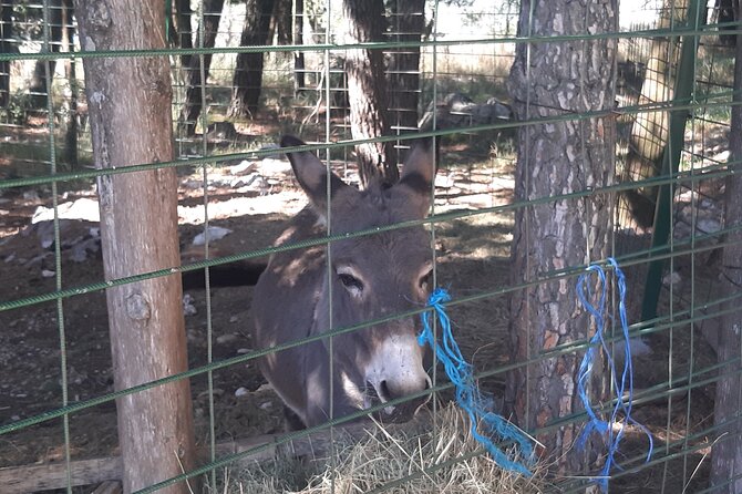 Trebinje Gastro Tour From Dubrovnik - Traditional Cuisine Experience