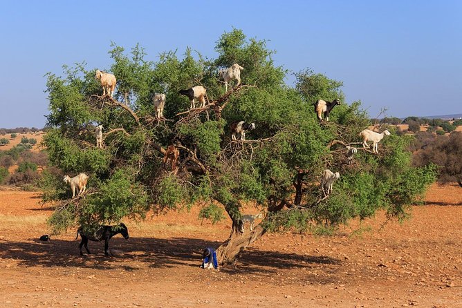 Tree-climbing Goats in Agadir - Good To Know