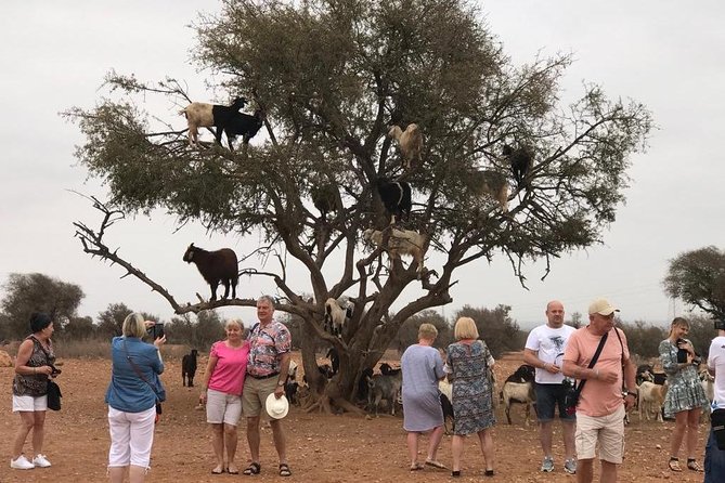 Tree-climbing Goats in Agadir - Tour Overview