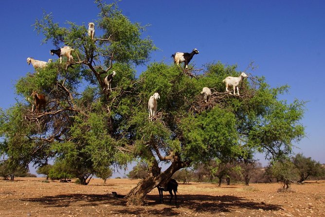Tree-climbing Goats in Agadir - Tour Timing