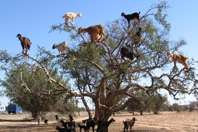 Tree-climbing Goats in Agadir - Cancellation Policy