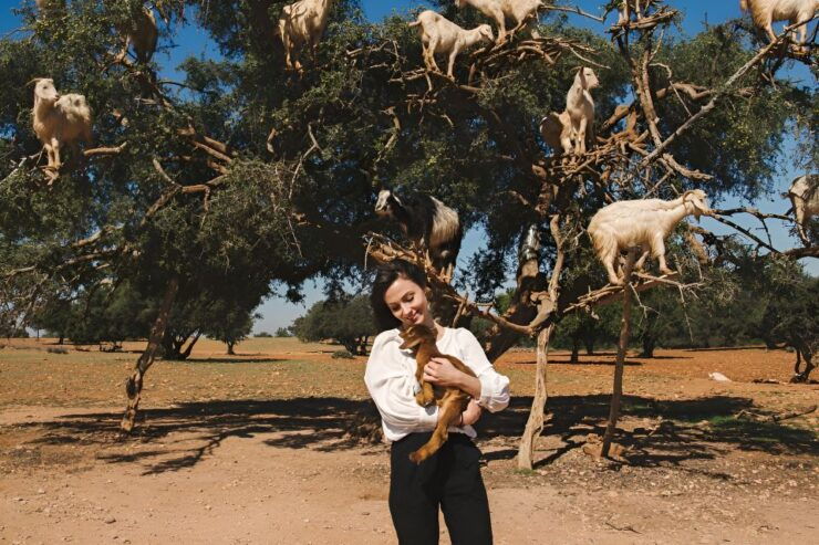 Tree-Climbing Goats Sightseeing Tour - Activity Details