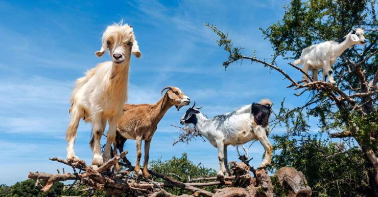 Tree-Climbing Goats Sightseeing Tour - Experience Highlights