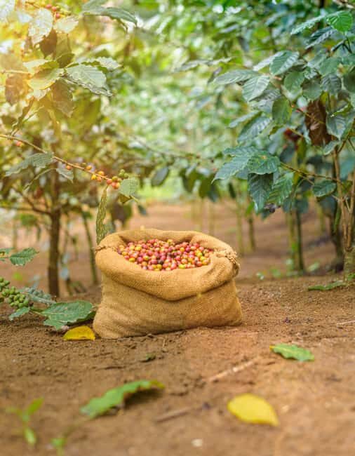 Tree of Life's Coffee Heritage Trail - FAQ