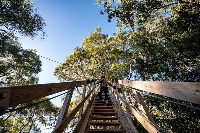Tree Top Activity for Thrill Seekers and Adventurers in Adelaide - An In-Depth Look at the Tree Top Activity Experience