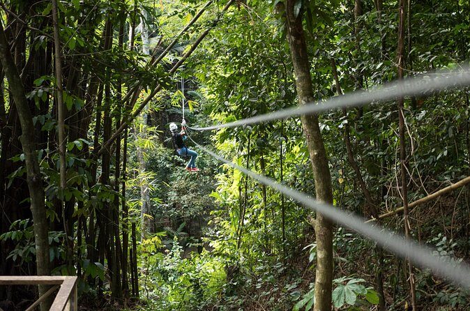 Treetop Canopy Adventure - Authentic Guest Experiences