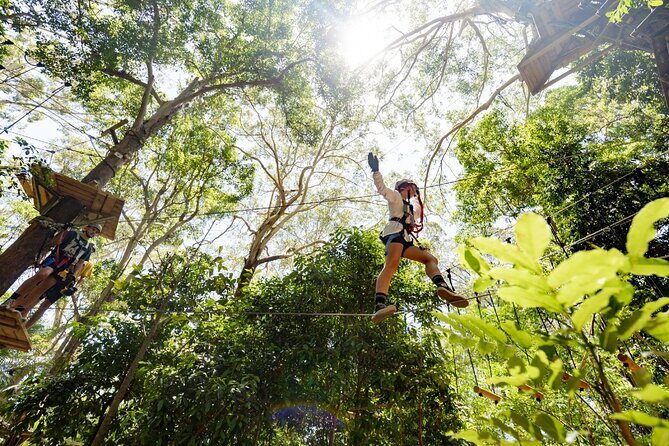 TreeTop Challenge Currumbin Wildlife Park - Full Breakdown of the Experience