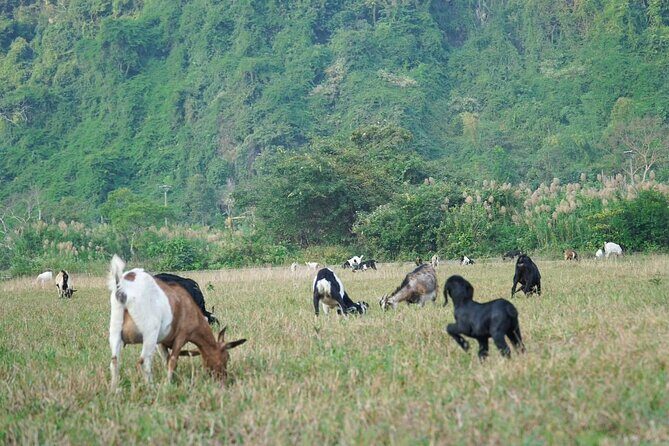 Trek Cat Ba National Park, Viet Hai Village, Kayak in Lan Ha Bay - Who Is This Tour Best For?