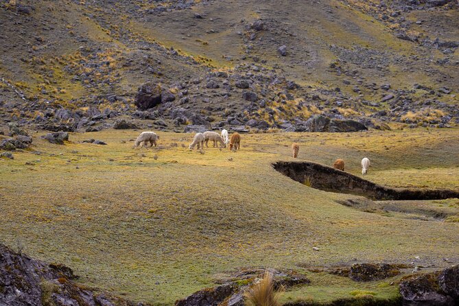 Trek Through the Mountain of Colors Vincunca-Cusco - Miscellaneous