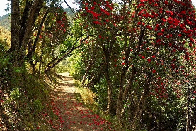 Trek to Pepper Pot - Mussoorie - Trek Difficulty Level