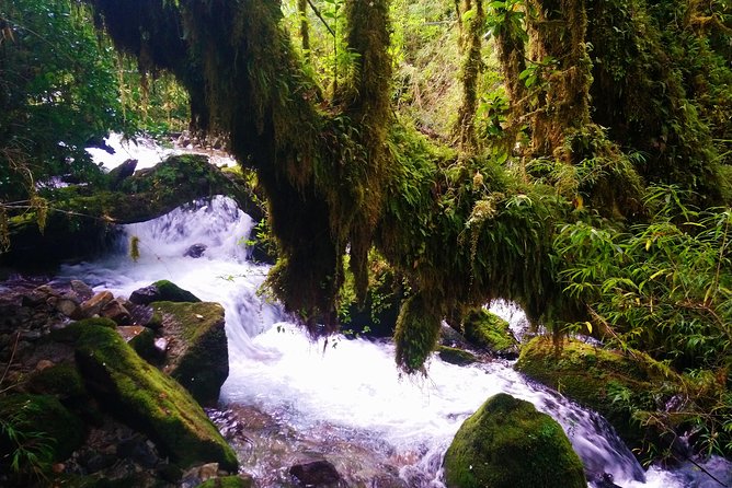 Trekking Alerce Andino National Park - Operator and Reviews