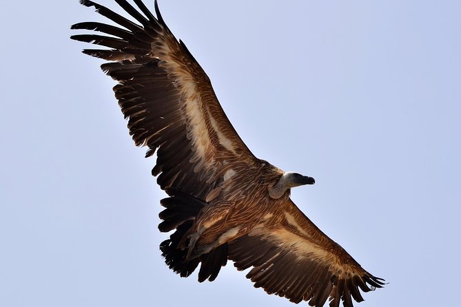 Trekking and Observation of Vultures at Psiloritis Geopark - Safety Precautions for Trekking and Vulture Observation