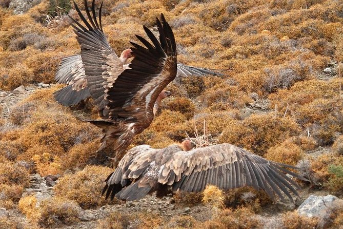 Trekking and Observation of Vultures at Psiloritis Geopark - Common Questions