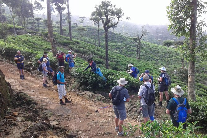Trekking and Picnic in The Tea Plantation From Ella, Haputale & Bandarawela - Popular Tea Plantations