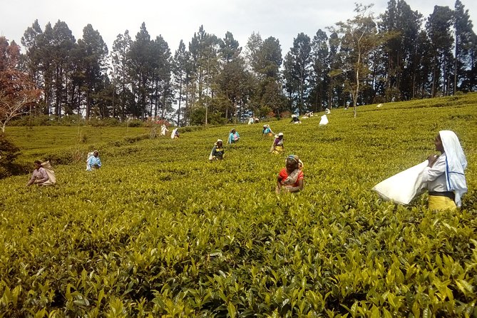 Trekking and Picnic in The Tea Plantation From Ella, Haputale & Bandarawela - Trekking Routes