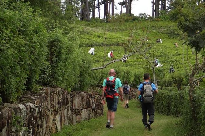 Trekking and Picnic in The Tea Plantation From Ella, Haputale & Bandarawela - Scenic Picnic Spots
