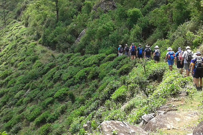 Trekking and Picnic in The Tea Plantation From Ella, Haputale & Bandarawela - Local Tea Culture