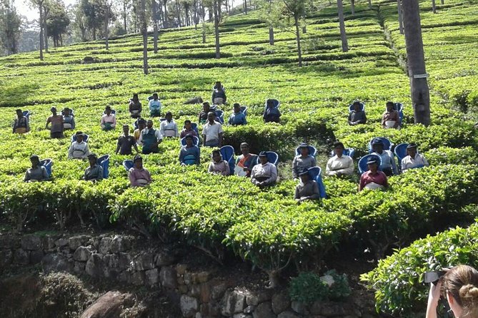 Trekking and Picnic in The Tea Plantation From Ella, Haputale & Bandarawela - Wildlife Encounters