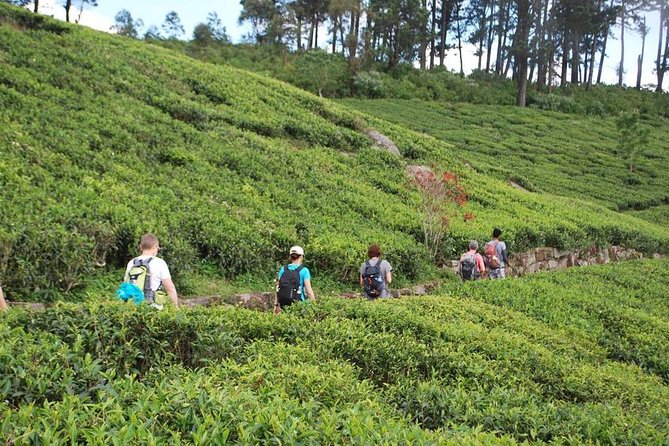 Trekking and Picnic in The Tea Plantation From Ella, Haputale & Bandarawela - Nearby Attractions