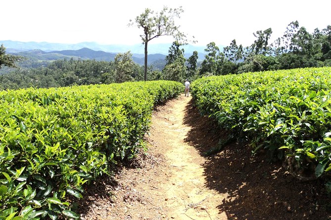 Trekking and Picnic in The Tea Plantation From Ella, Haputale & Bandarawela - Essential Trekking Tips
