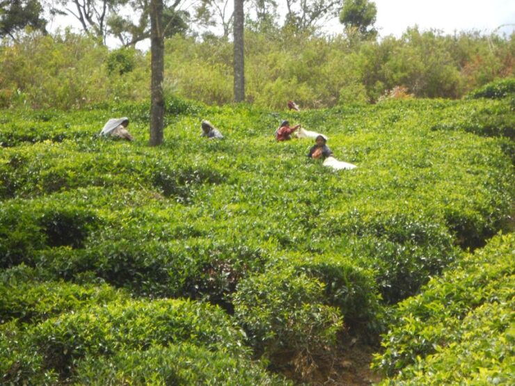 Trekking From Kandy to Ella - Exploring Scenic Views Along Pekoe Trail