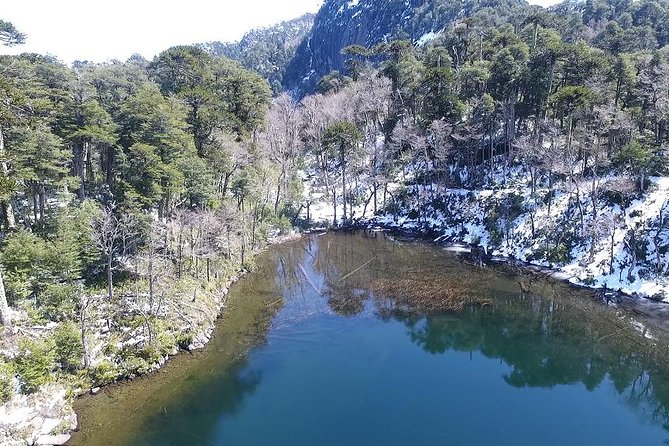 Trekking Huerquehue - Flora and Fauna Encounters