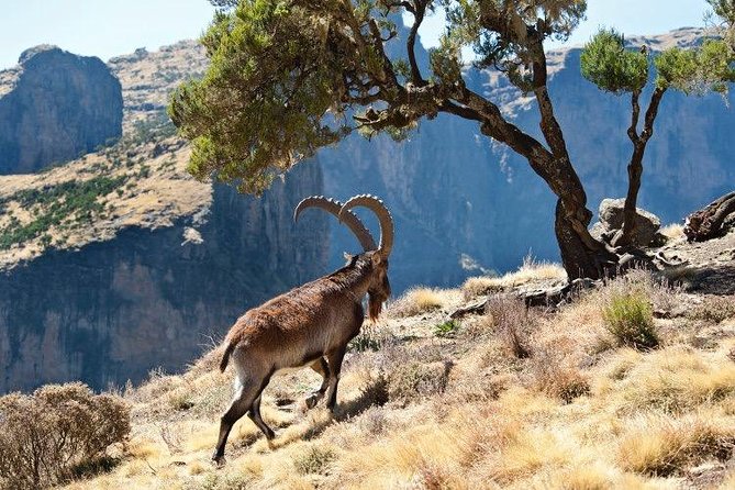 Trekking In SIMIEN MOUNTAINS 4Days 3Night - Fitness Requirements