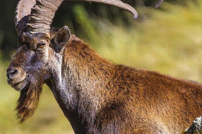 Trekking In SIMIEN MOUNTAINS 4Days 3Night - Price and Guarantee