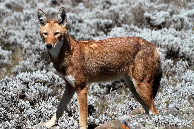 Trekking In SIMIEN MOUNTAINS 4Days 3Night - Cancellation Policy