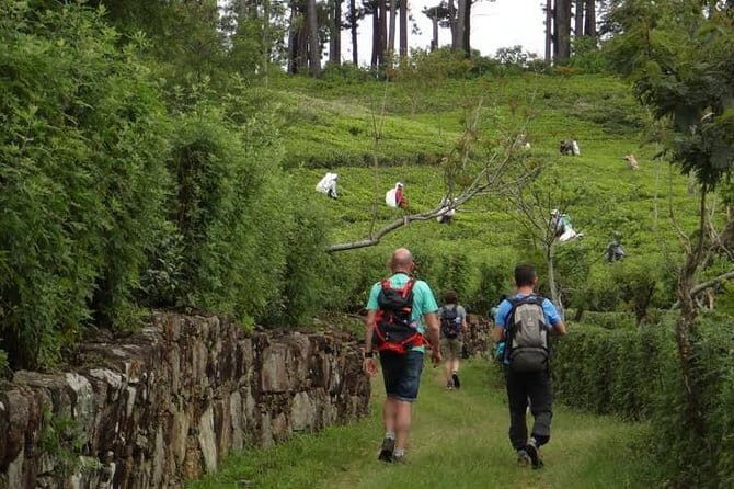 Trekking & Picnic in The Tea Plantation From Ella, Haputale & Bandarawela - The Sum Up