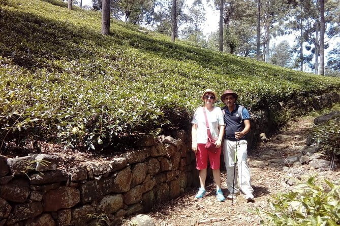 Trekking & Picnic in The Tea Plantation From Ella, Haputale & Bandarawela - Practical Details and Value