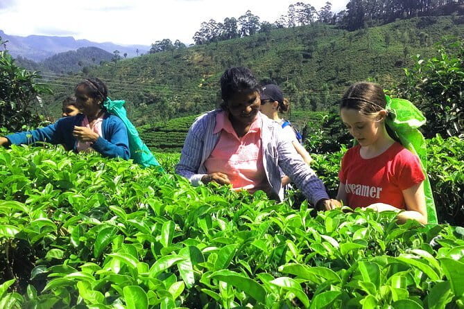 Trekking & Picnic in The Tea Plantation From Ella, Haputale & Bandarawela - FAQs