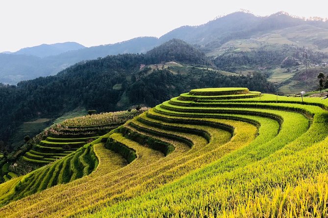 Trekking Sapa 1 Day - the Best Terraced Rice Field - How to Plan and Book Your Sapa Trekking Experience