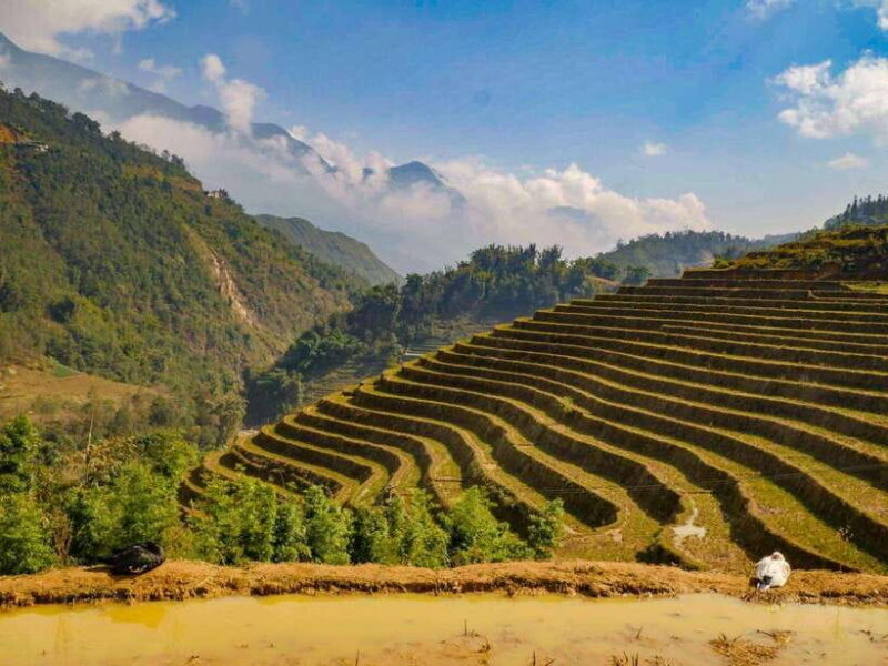 Trekking Sapa 1 Day With Local Guide, Terraced Rice Fields - Detailed Review of the Trekking Experience