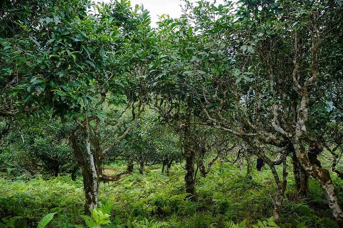 Trekking the Untouched Outskirts of Vietnam - Practical Details and Tips