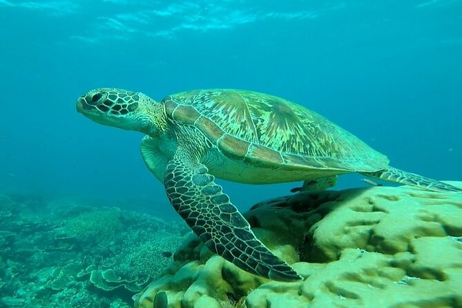 Trekking to Wae Rebo and Snorkeling in Komodo National Park - Trekking Experience