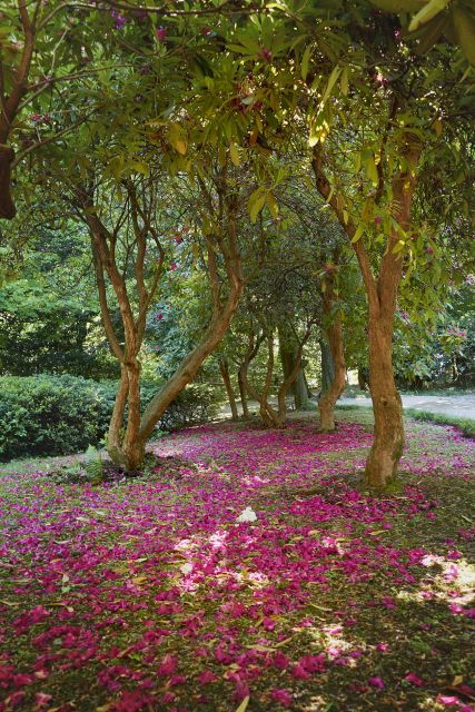 Tremezzina: Villa Carlotta Museum and Garden Entry Ticket - Experience Highlights